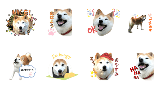 柴犬 クウ Lineクリエイターズスタンプ Stamplist