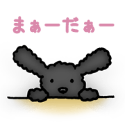 Black toy poodle COO
