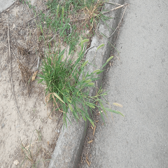 Green miscanthus