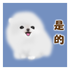 可愛的白色波美拉尼亞犬 by Masayumi