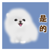 Cute White Pomeranian (Taiwan Ver.)