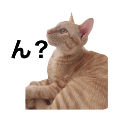 Panda_20200726220017