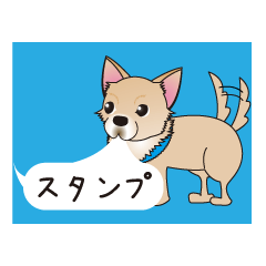 A Chihuahua called "ichi"