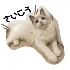 omochi_20200727203557