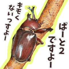 Photo of Japanese beetle part2