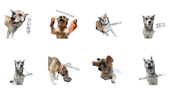 愛犬ちゃんシリーズ Lineクリエイターズスタンプ Stamplist