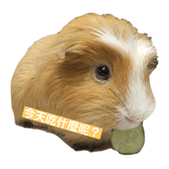 呆寶日常生活❤️