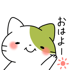 Matcha color cat