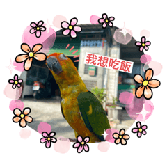 三隻鳥日常用語