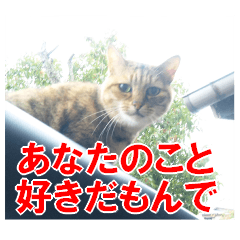 Mikawa Dialect Cat