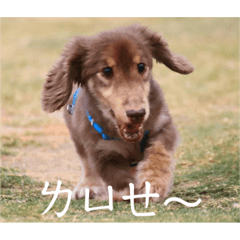 哈囉！掐理主席！！