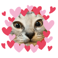 chisa_20200728115212