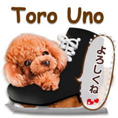 Toro, The Uno Family's toy poodle Part 2