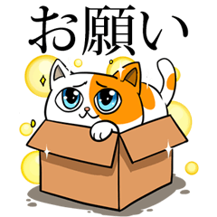 箱猫　ソルモン
