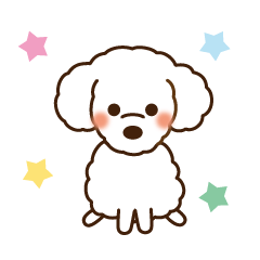 White Toy poodle Sirokuma