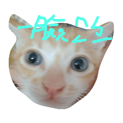 薯條與漢堡的每一天