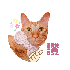 我家橘貓 皮皮