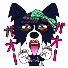 yuki-chan,a cheerful dog