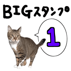 Neko no Shu-kun BIG Sticker