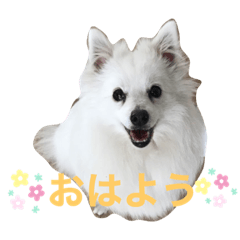 Nikki; the Japanese Spitz