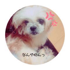 my PET_20200729090550