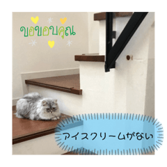 Falcon_20200729114913
