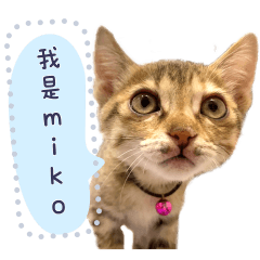 MIAM's MIKO CAT