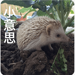 xiaqiu is a hedgehog