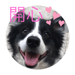 牧羊犬齊齊胡胡