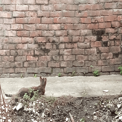 Cat and ancient house