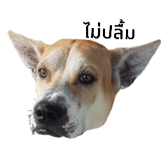 Cocoa_20200729091325