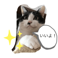 daily cats1