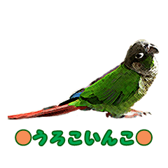 Cawaii parakeets