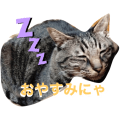 Moru_cat stamp – LINE stickers | LINE STORE