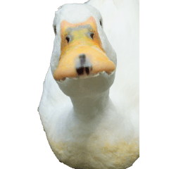 Duck without wording-BIG