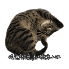 球皇每天都在盼著弟弟回家