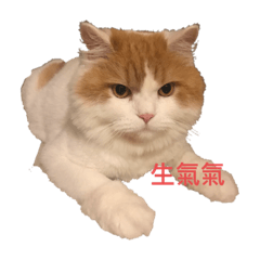 柯阿尼