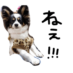 ringo_20200731101440