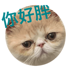 貓貓貓貓貓貓咪