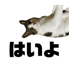 Hikari_20200731031146