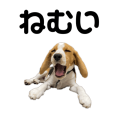 ketchup ofbeagle