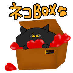 boxcat