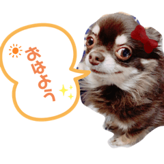 cocoa_20200731142524