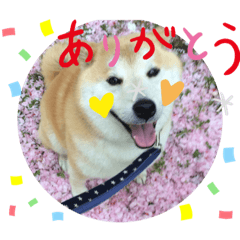 shibainu Emotion