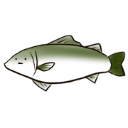 Japanese sea bass