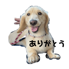 kaho_20200731213111