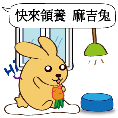 Chat raise rabbits Machi (brand new)