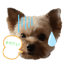 Dog Y&K