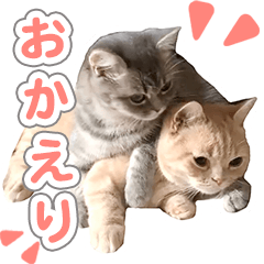 cat mugi and ao(2)