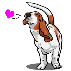 Basset hound 8(dog)